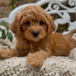 Truffle - Red male Cavapoo puppy in Arlington, Texas from Van Haselen Poodles and Doodles