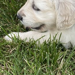 Golden Retriever and Jack Russell Terrier Puppies from Shelby Burleson's Golden Retrievers and Jack Russell Terriers