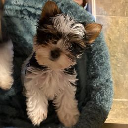 SD99 Biewers Fiona P - Black tan and white female Biewer Terrier puppy in Lebanon, Oregon from SD99Biewers