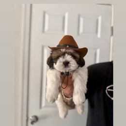 Toro - Chocolate and tan male Shih Tzu puppy in Fredericksburg, Virginia from Shih Tzu Virginia