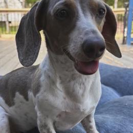 PIP OR PIPPY - Dachshund