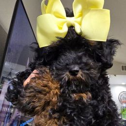 Khloe - Black and tan female Cavapoo puppy in Truckee, California from Heavenly Goldendoodles