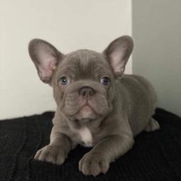 French Bulldog Puppies from The Frenchie Ravine Connection LLC