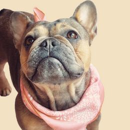 Izzy - French Bulldog