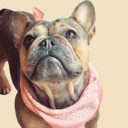 Izzy - French Bulldog