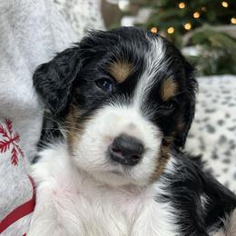 Frankincense - Black white and tan male English Springer Spaniel puppy in Battle Creek, Michigan from Eden Springer Spaniels