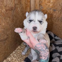 Girl 2 - Gray and white female Siberian Husky puppy in Iron River, Wisconsin from Wiemeri Siberians