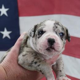 Girl 1 - female Alapaha Blue Blood Bulldog puppy in Grafton, Ohio from Eclipse Alapaha Kennels