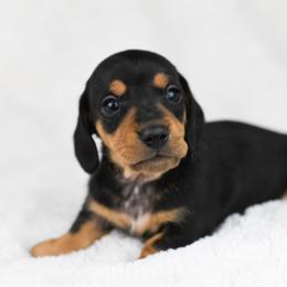 Rex - Black and tan male Dachshund puppy in Fredonia, Arizona from Kaibab Dachshunds