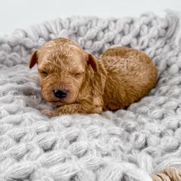 Boots - Apricot male Goldendoodle puppy in Jamestown, Kentucky from Milk & Honey Doodles