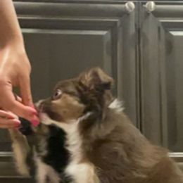 Miniature Australian Shepherd Puppies from Pale Moon Aussies
