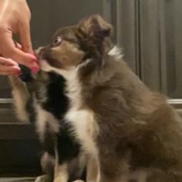Miniature Australian Shepherd Puppies from Pale Moon Aussies