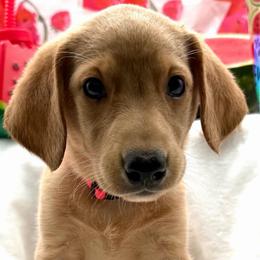 Pink - Yellow female Labrador Retriever puppy in Heath Springs, South Carolina from Rich Hill Retrievers