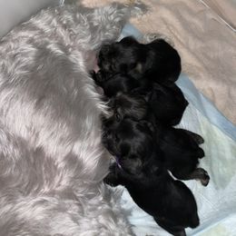 Miniature Schnauzer Puppies from Mini Schnauzers for Life