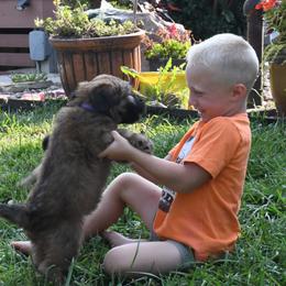 Australian Shepherd and Soft Coated Wheaten Terrier Puppies from BellSharps Australian Shepherds