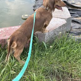 Honey - Dachshund