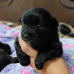 Meemee's Girl 3 - Black female Pomeranian puppy in Linwood, North Carolina from MJ's Pomeranians