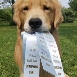 Golden Retrievers from North Star Retrievers