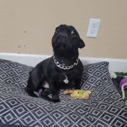 Shadow - French Bulldog