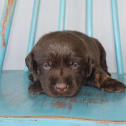 Muffin - Chocolate female Labrador Retriever puppy in Camden, Indiana from Camden's Caring Canines