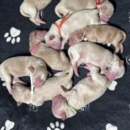 Puppy - Gold female Australian Cobberdog puppy in Scottsdale, Arizona from Mud Pies Australian Cobberdogs