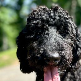 Wednesday - Black Goldendoodle puppy in Powell, Tennessee from Melhorn Manor & Farm Doodles