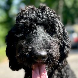 Wednesday - Black Goldendoodle puppy in Powell, Tennessee from Melhorn Manor & Farm Doodles