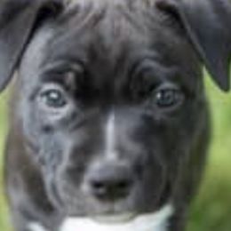 American Staffordshire Terriers from X-Pertise American Staffordshire Terrier