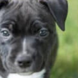American Staffordshire Terriers from X-Pertise American Staffordshire Terrier
