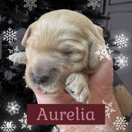 Aurelia - Apricot female Goldendoodle puppy in Stroudsburg, Pennsylvania from Momma’s Mini Goldendoodles