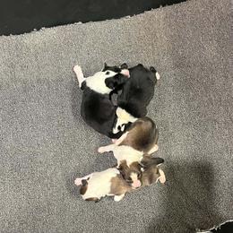 SAGE - Black and white male Shetland Sheepdog puppy in Frazeysburg, Ohio from Mountain High Kennels