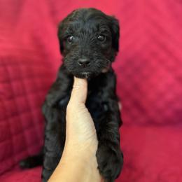 Pink - Black female Goldendoodle puppy in Millville, New Jersey from Michelle's Doodles