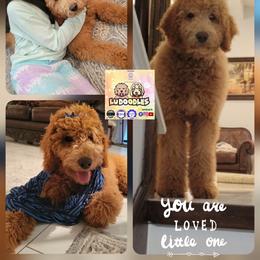 Goldendoodle Puppies from Lu Doodles