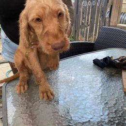 Girl 1 - Wirehaired Vizsla puppy in Acworth, Georgia from Blaythorn's