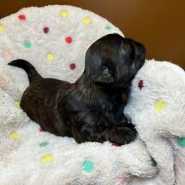 Neva - Brindle female Shih Tzu puppy in Abilene, Texas from L&L Euro Boxers and Small Town Shih Tzus