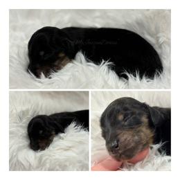 Pecan - Black and tan male Dachshund puppy in Chehalis, Washington from McJazzin Doxies