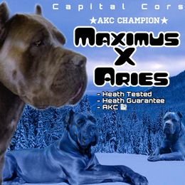 Cane Corso puppies from Capital Corsos