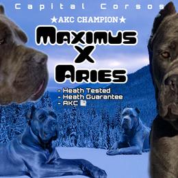 Cane Corso puppies from Capital Corsos