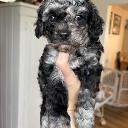 Harmony - Merle female Cavapoo puppy in Moses Lake, Washington from The Cav Family