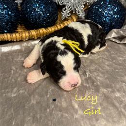 Lucy - female Golden Mountain Doodle puppy in Rockville, Minnesota from Bracha Poodles & Doodles