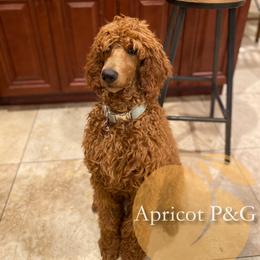 Goldendoodle and Poodle All Grown Up from Apricot Poodles & Goldendoodles