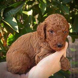 Black Collar Male - Red  male Poodle puppy in Modesto, California from Dry Creek Poodles