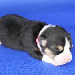 Pink collar - Black and tan female American Corgi puppy in Omaha, Arkansas from DnD Corgis