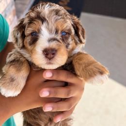 Heath - Chocolate merle male Bernedoodle puppy in Richmond, Texas from Harper’s Heartbeats