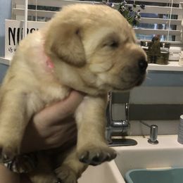 Labrador Retriever Puppies from Nosterfields Labradors