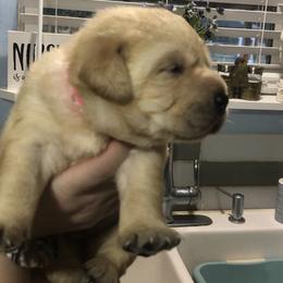 Labrador Retriever Puppies from Nosterfields Labradors