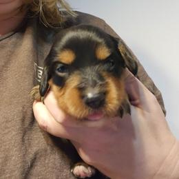 Blue - Black and tan female Dachshund puppy in Amarillo, Texas from Panhandle Dashing Doxies