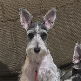 Bella - Miniature Schnauzer