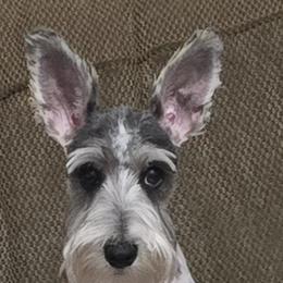 Bella - Miniature Schnauzer