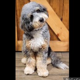 Lulu - Bernedoodle